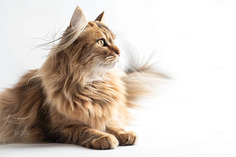 缅因猫家居生活毛茸茸摄影图