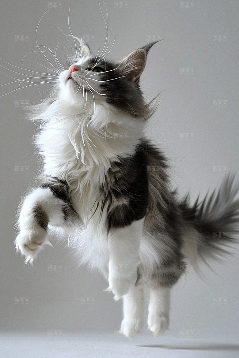 缅因猫陪伴养宠摄影图