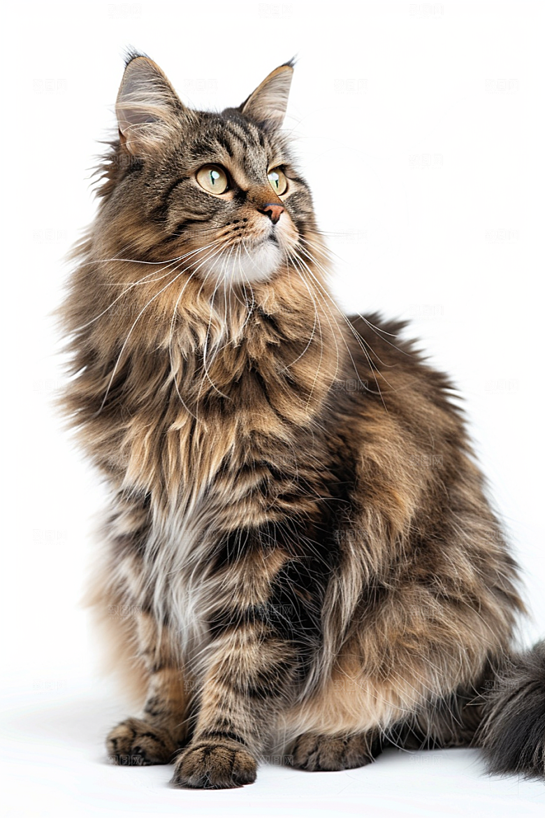 缅因猫家居生活小动物摄影图
