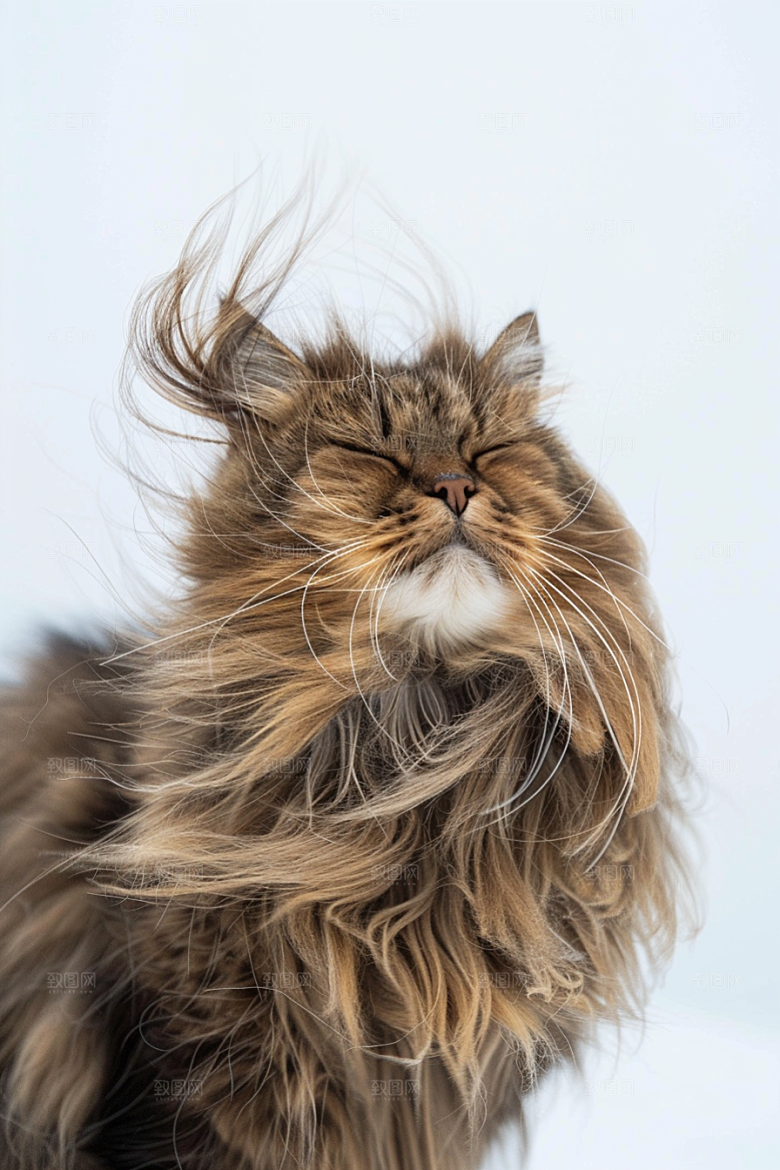 缅因猫毛茸茸长毛猫摄影图