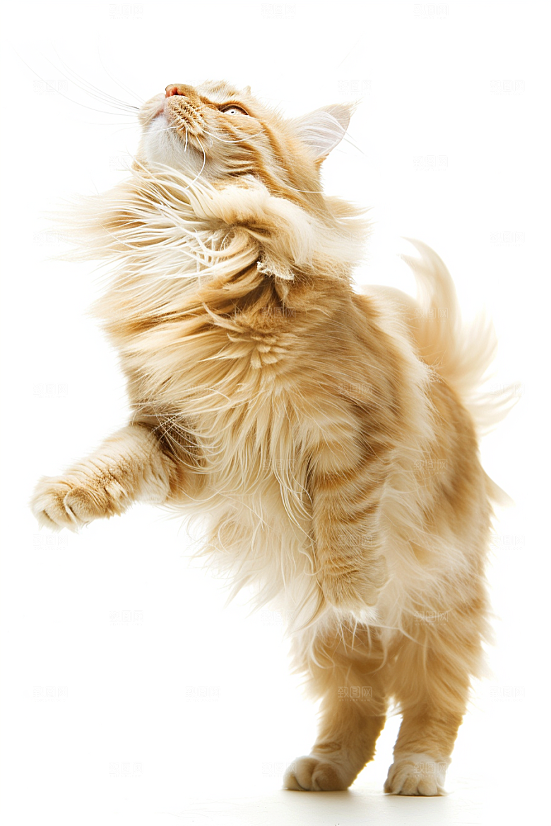 缅因猫养宠陪伴摄影图