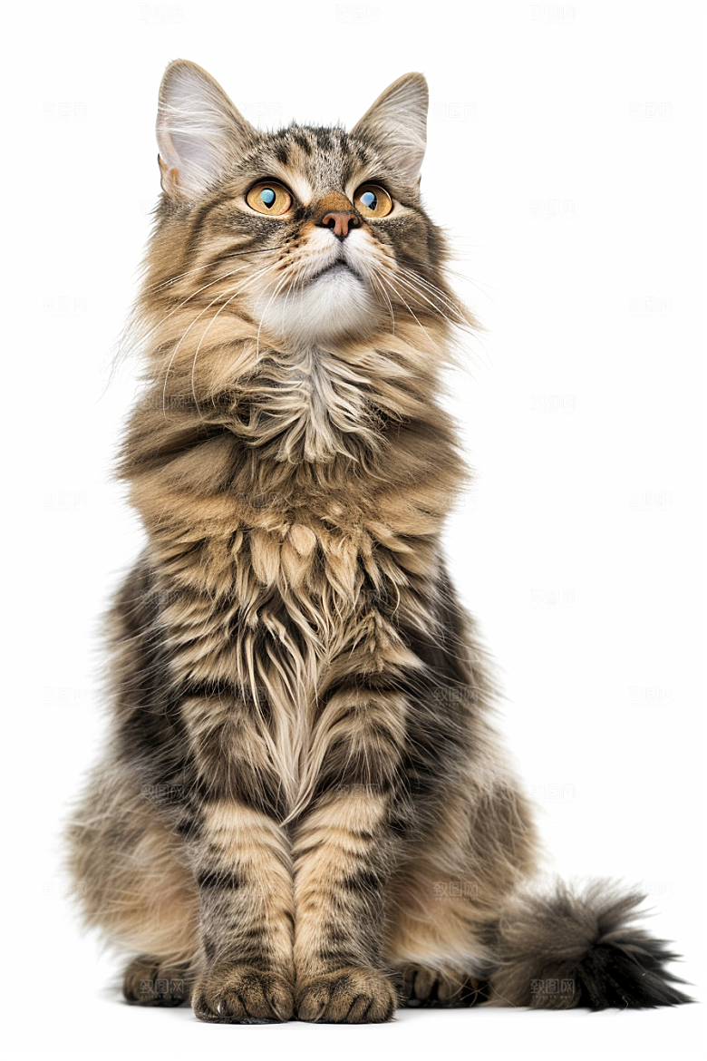 缅因猫可爱高清摄影图