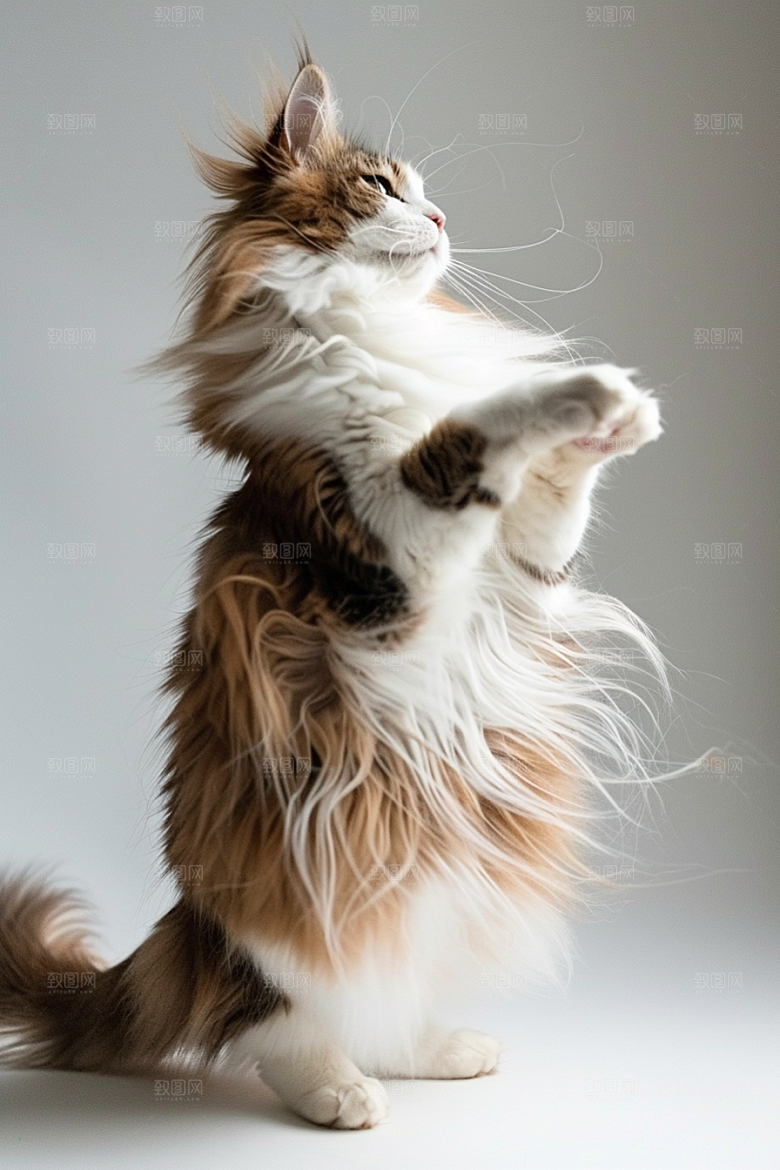 缅因猫高清陪伴摄影图