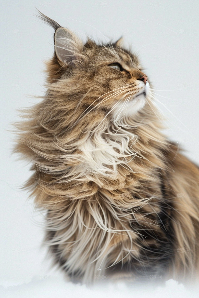 缅因猫宠物猫陪伴摄影图