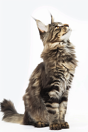 缅因猫高清长毛猫摄影图