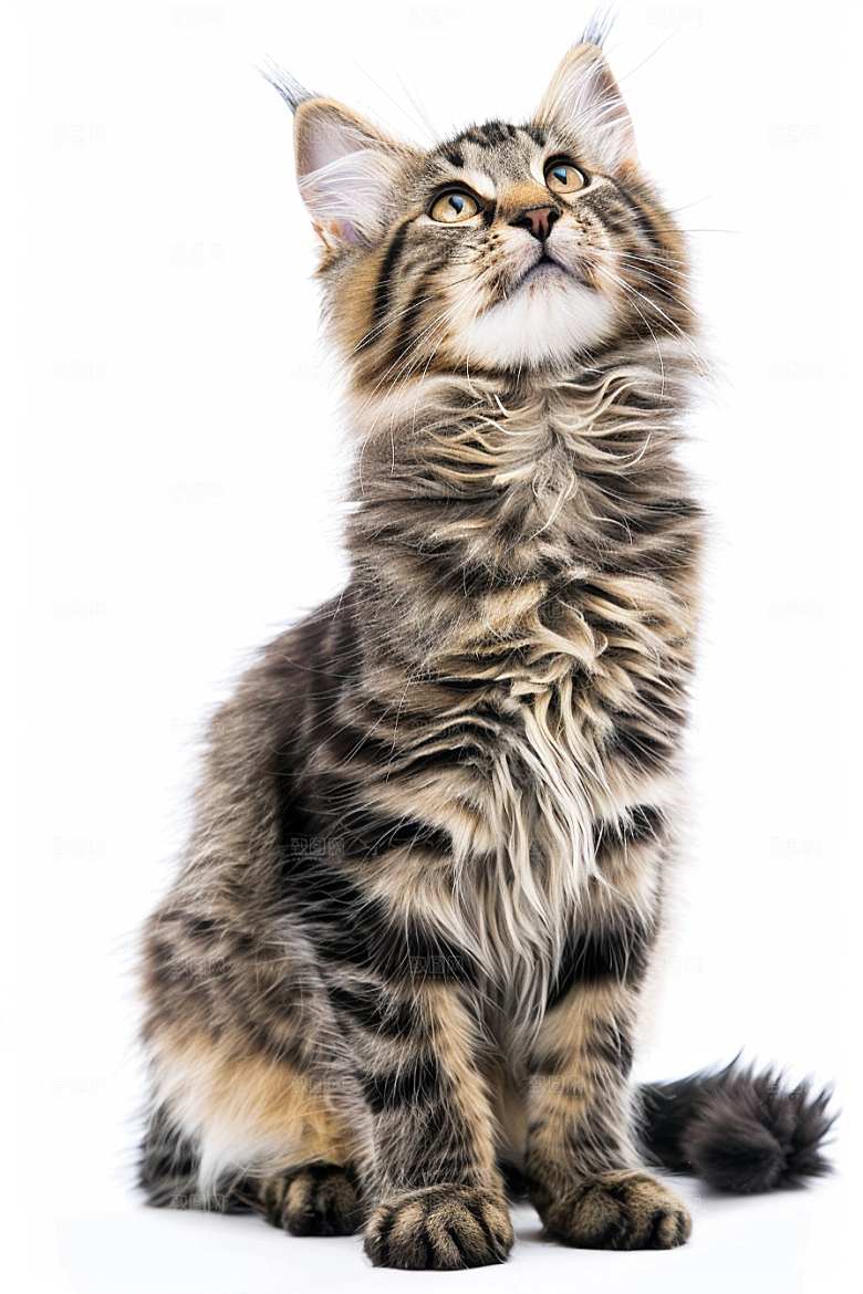 缅因猫高清长毛猫摄影图