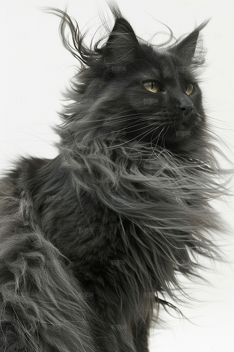 缅因猫品种猫长毛猫摄影图