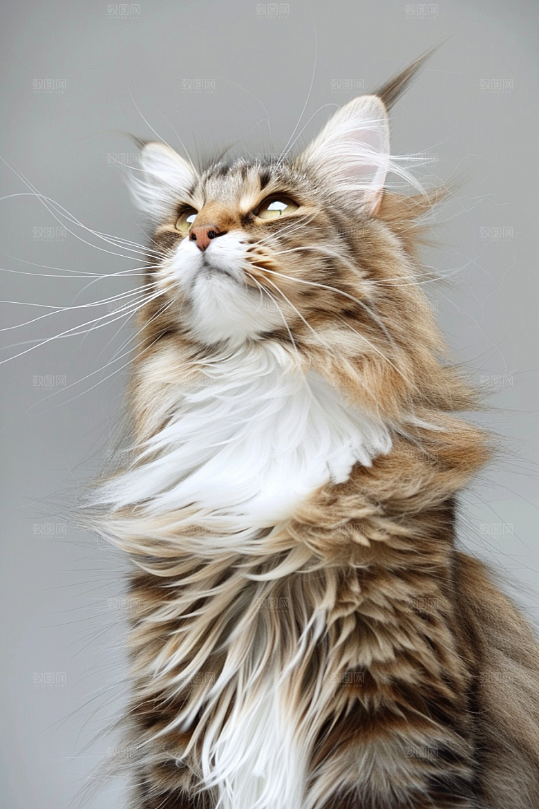 缅因猫可爱小动物摄影图