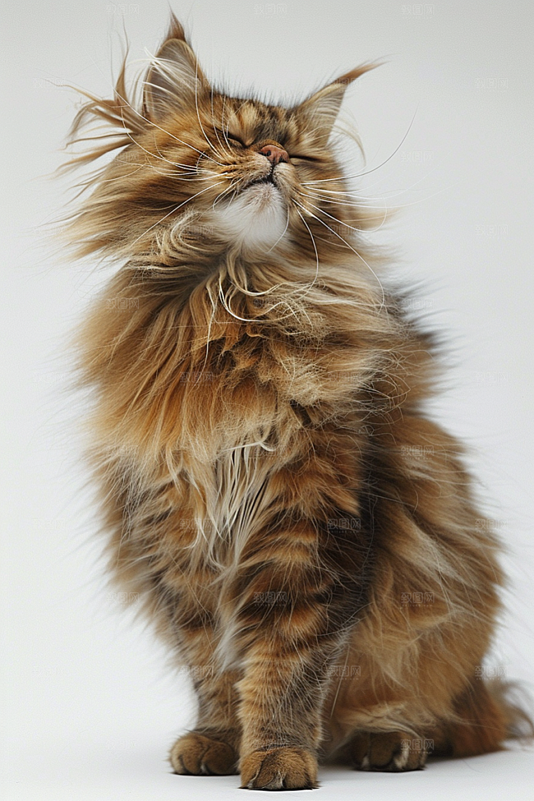 缅因猫家居生活宠物猫摄影图