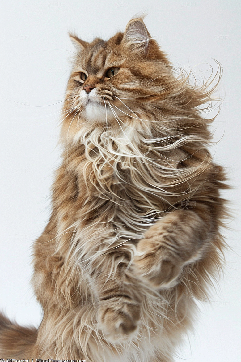 缅因猫陪伴长毛猫摄影图