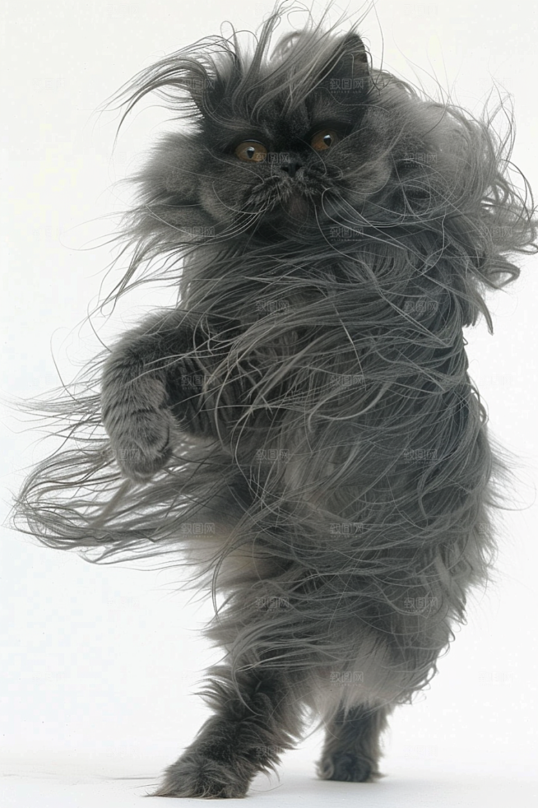 缅因猫养宠可爱摄影图