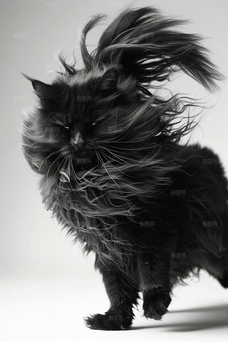 缅因猫小动物长毛猫摄影图