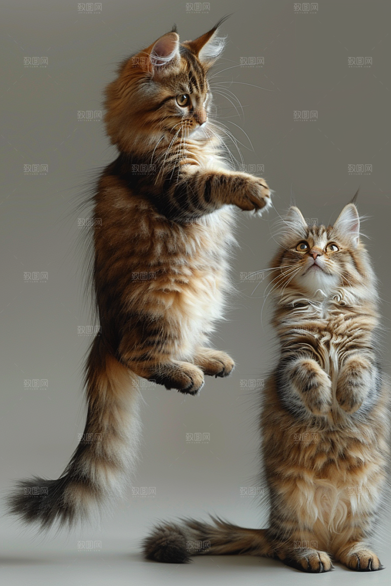 缅因猫毛茸茸养宠摄影图
