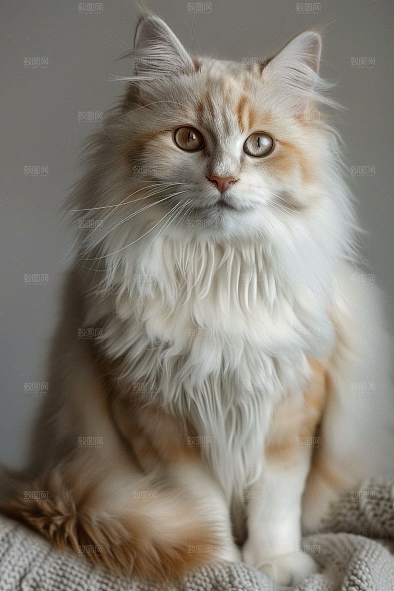 缅因猫毛茸茸小动物摄影图