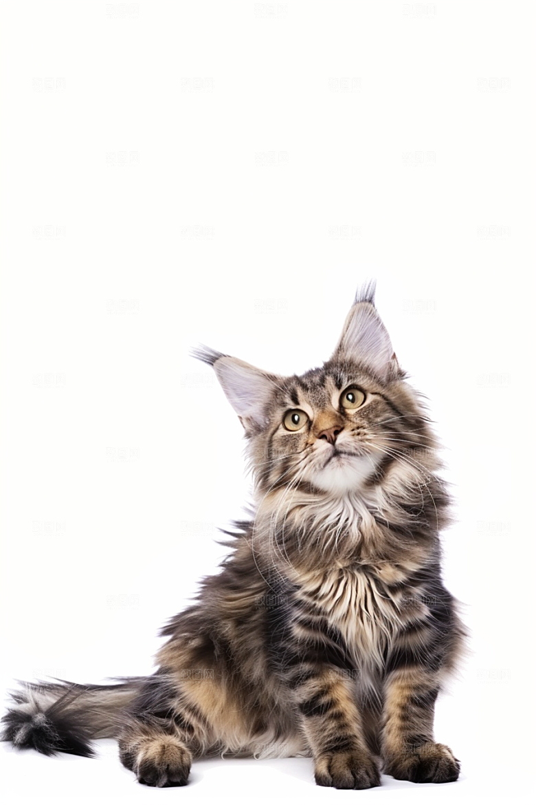 缅因猫可爱高清摄影图