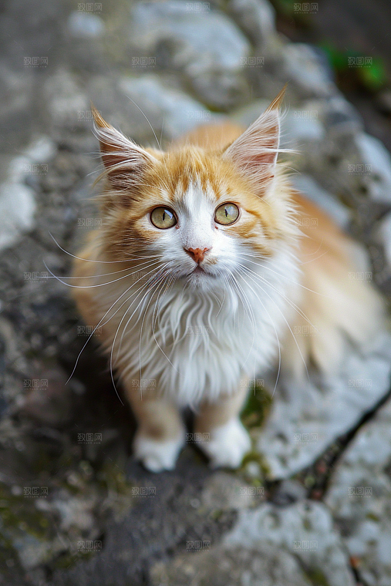 缅因猫陪伴长毛猫摄影图