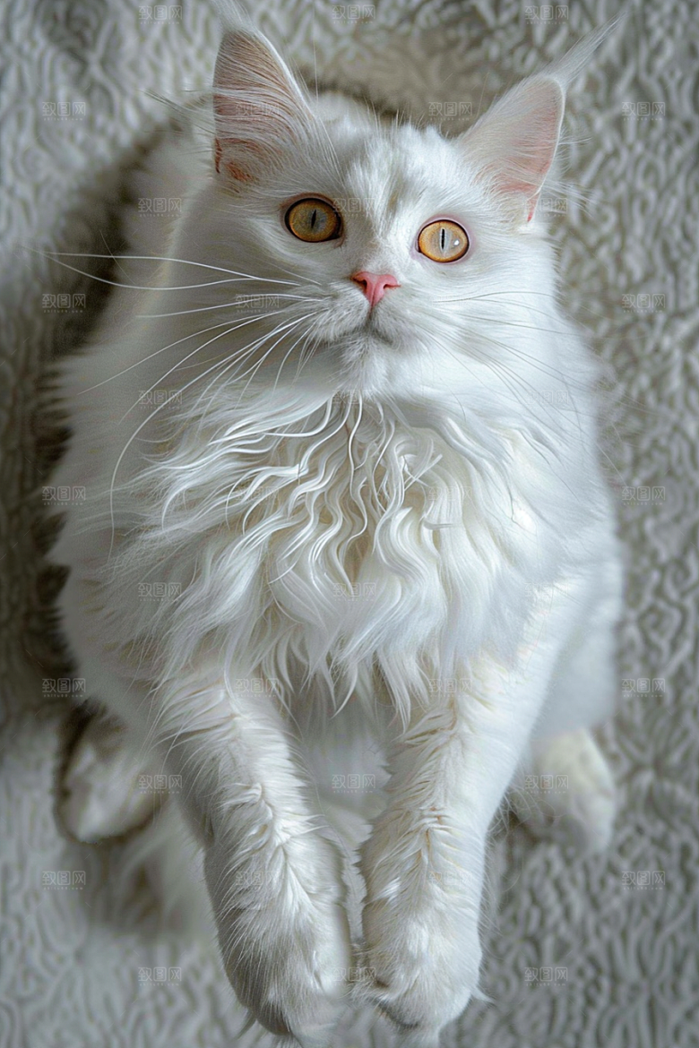 缅因猫养宠陪伴摄影图