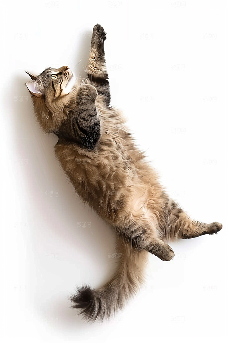 缅因猫陪伴长毛猫摄影图