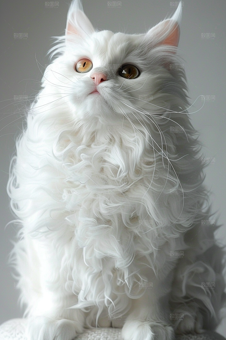 缅因猫毛茸茸宠物猫摄影图