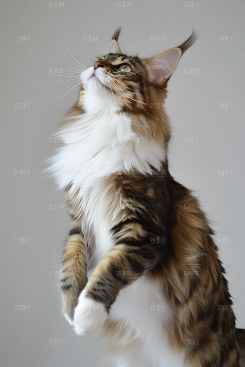 缅因猫长毛猫家居生活摄影图