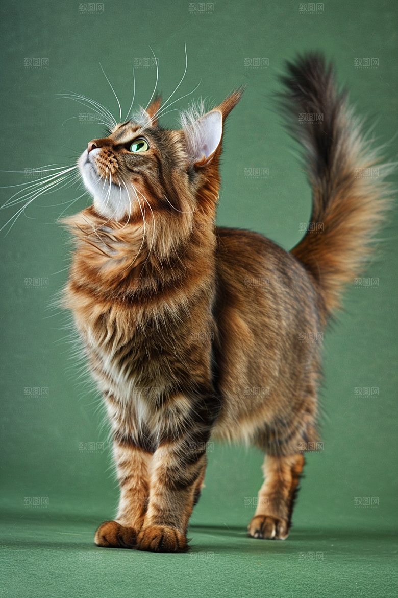 缅因猫家居生活小动物摄影图