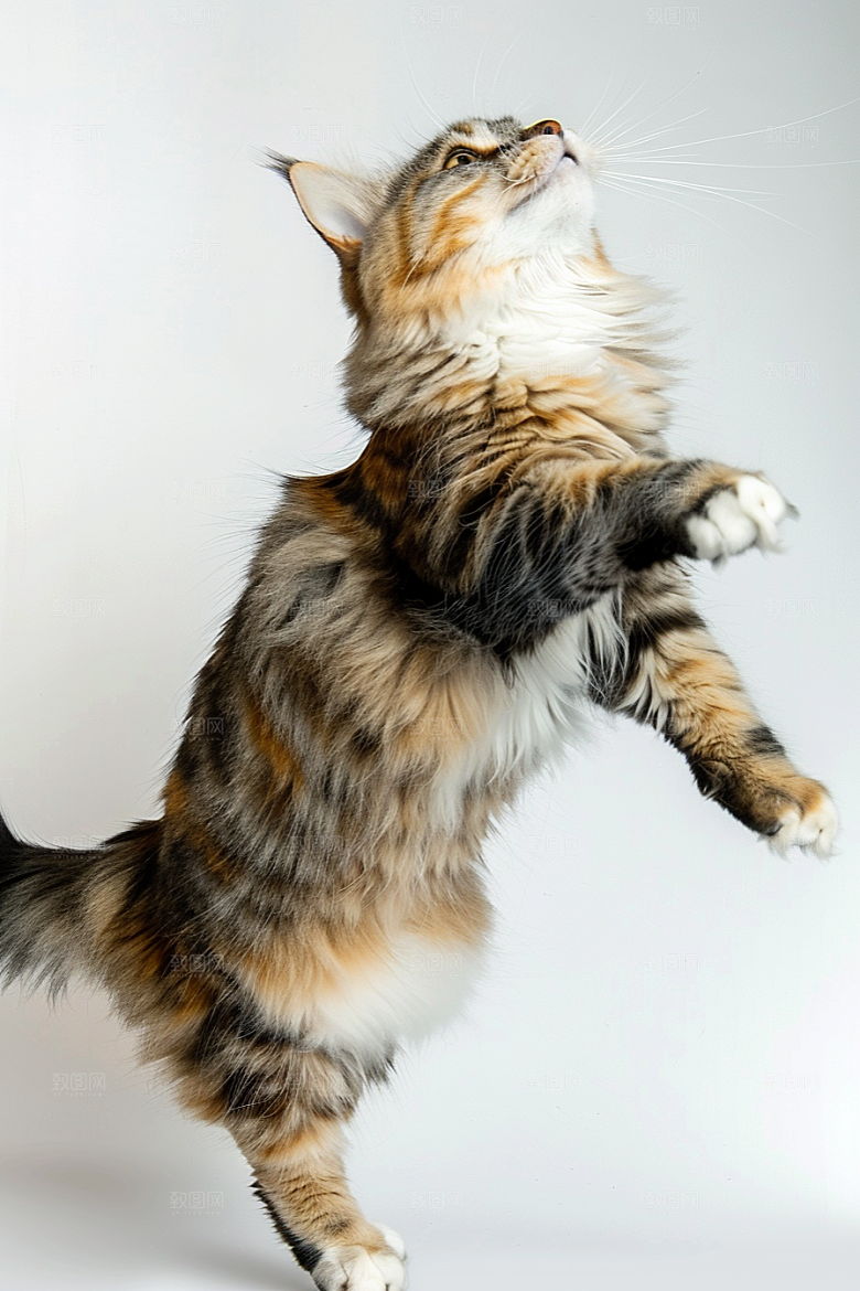 缅因猫陪伴养宠摄影图