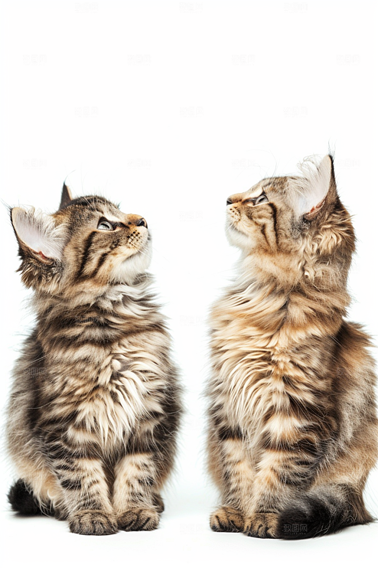 缅因猫长毛猫可爱摄影图