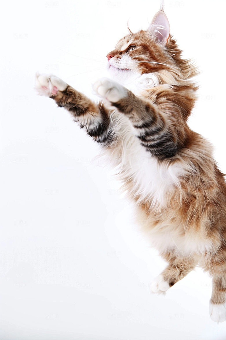 缅因猫宠物猫品种猫摄影图