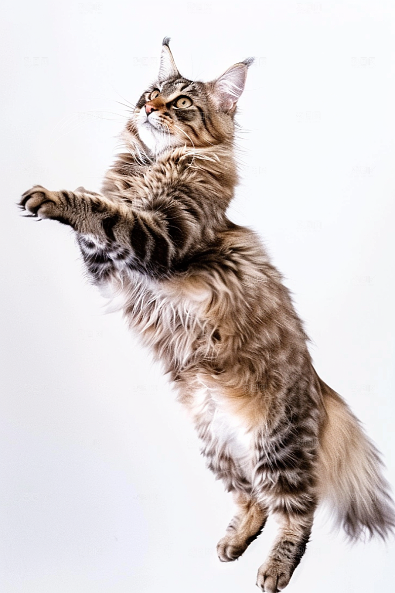 缅因猫毛茸茸陪伴摄影图