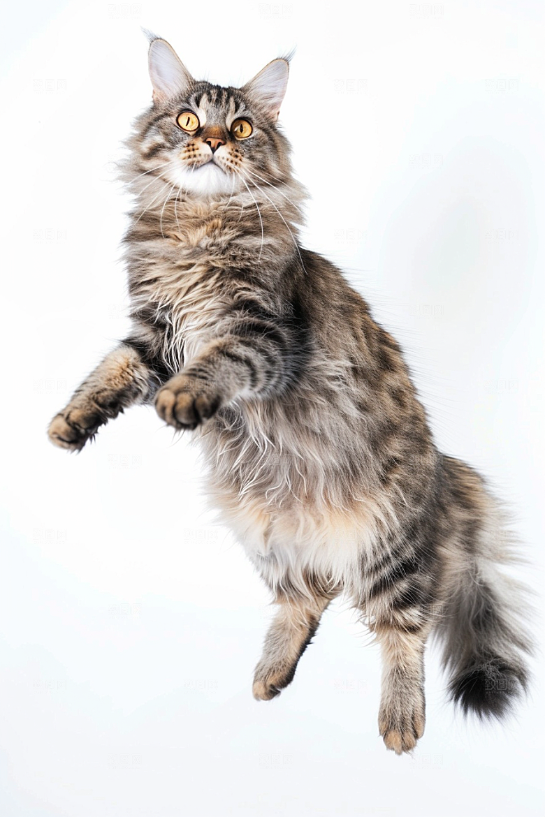 缅因猫养宠小动物摄影图