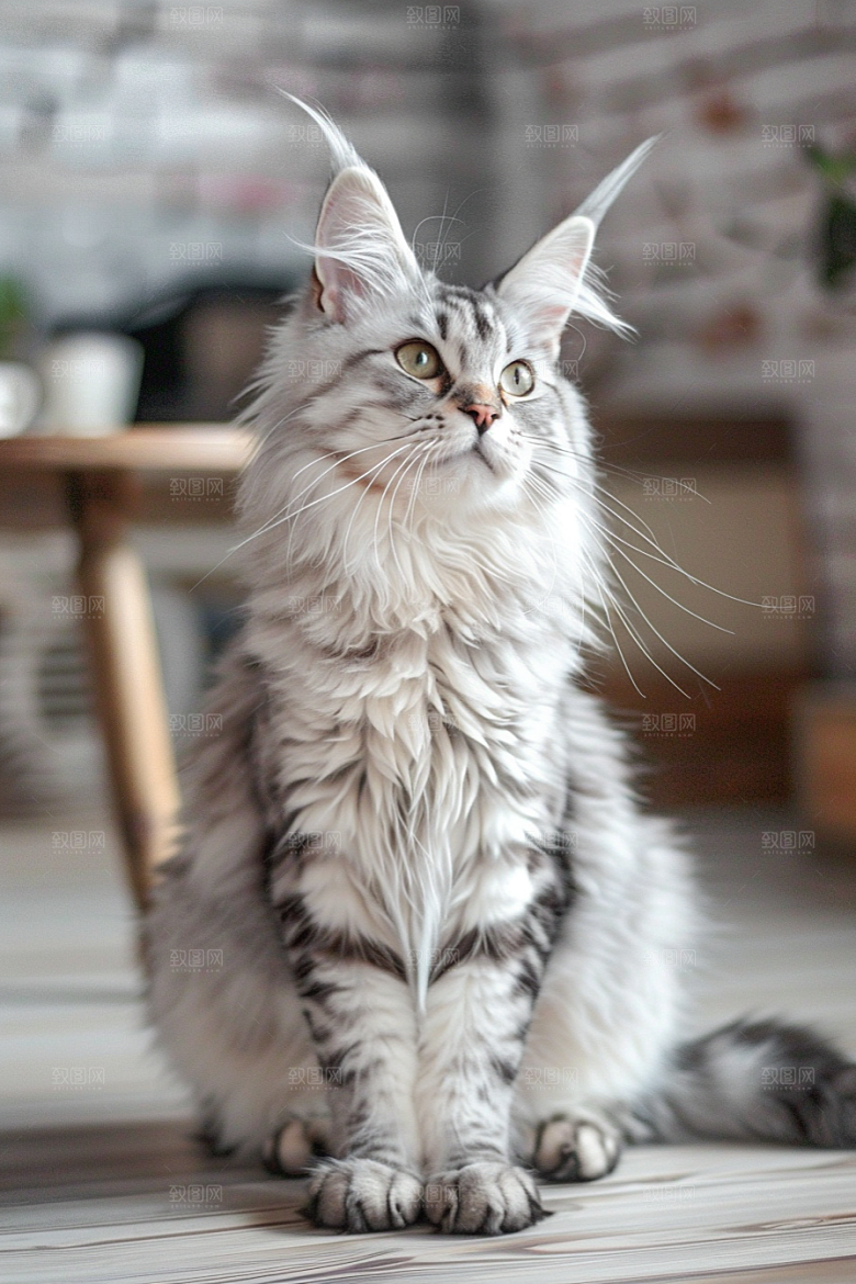 缅因猫宠物猫陪伴摄影图