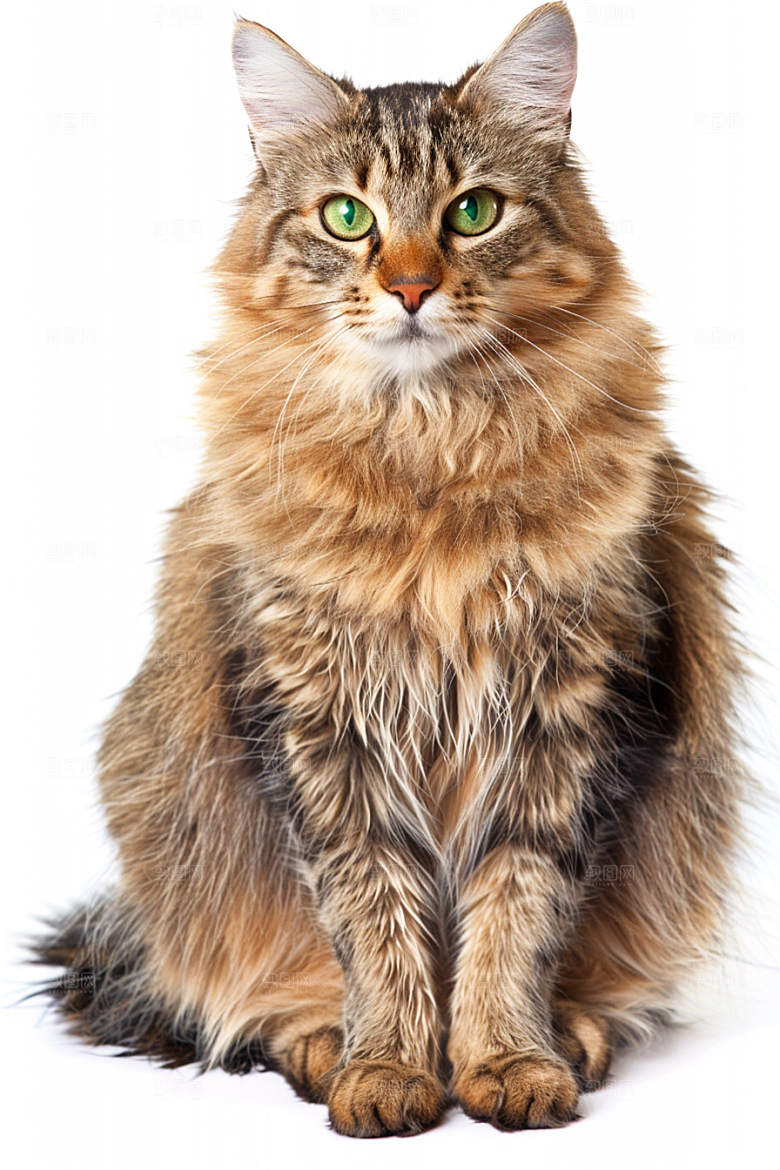 缅因猫可爱陪伴摄影图