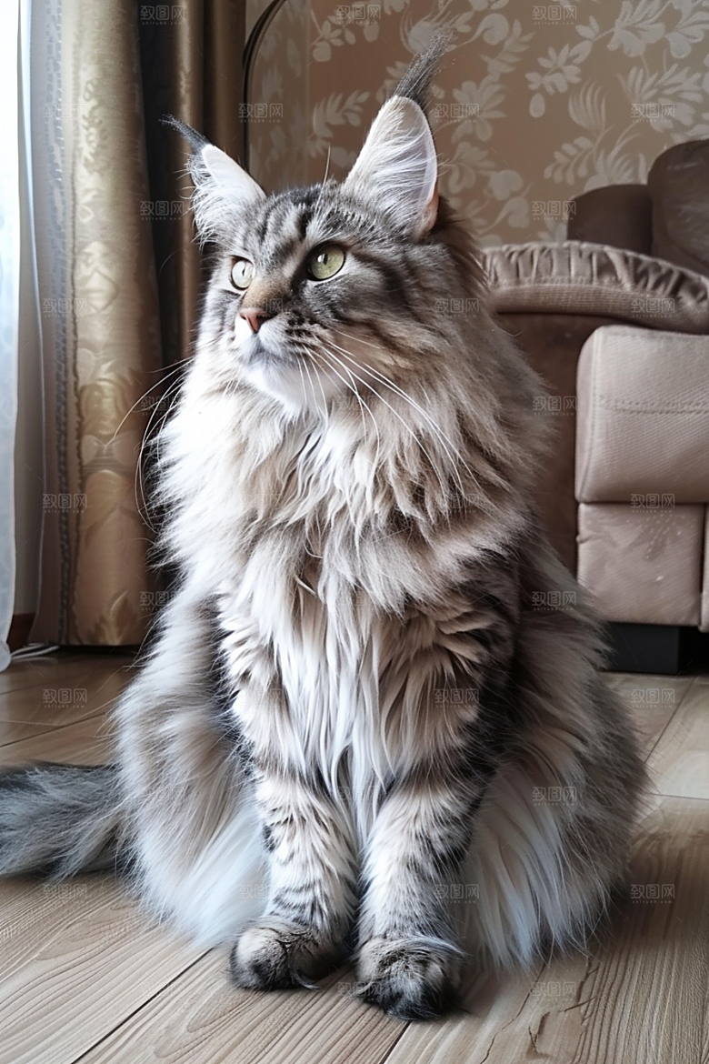 缅因猫长毛猫高清摄影图