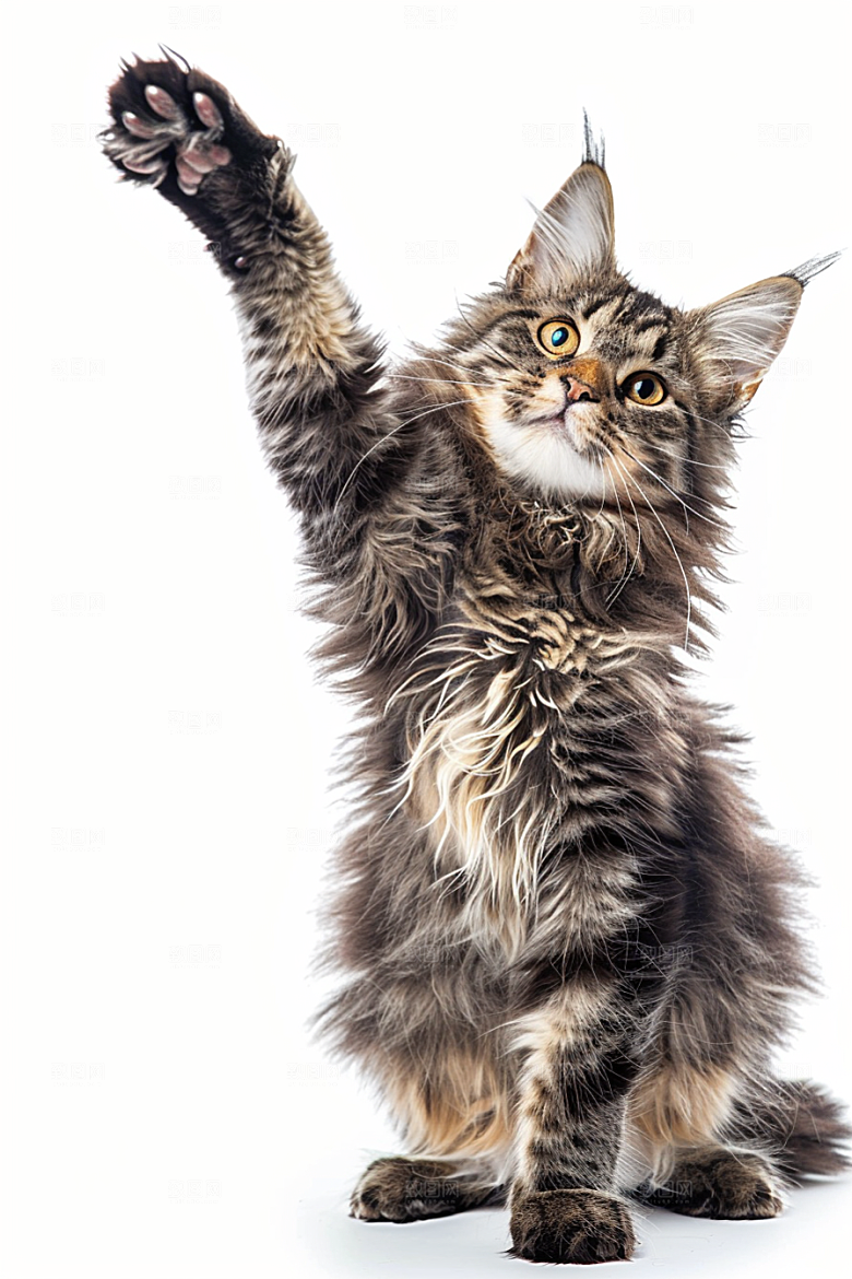 缅因猫毛茸茸宠物猫摄影图