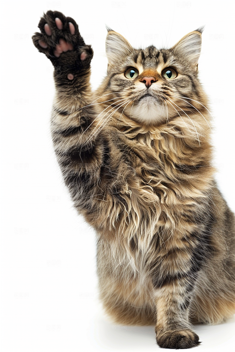 缅因猫长毛猫养宠摄影图