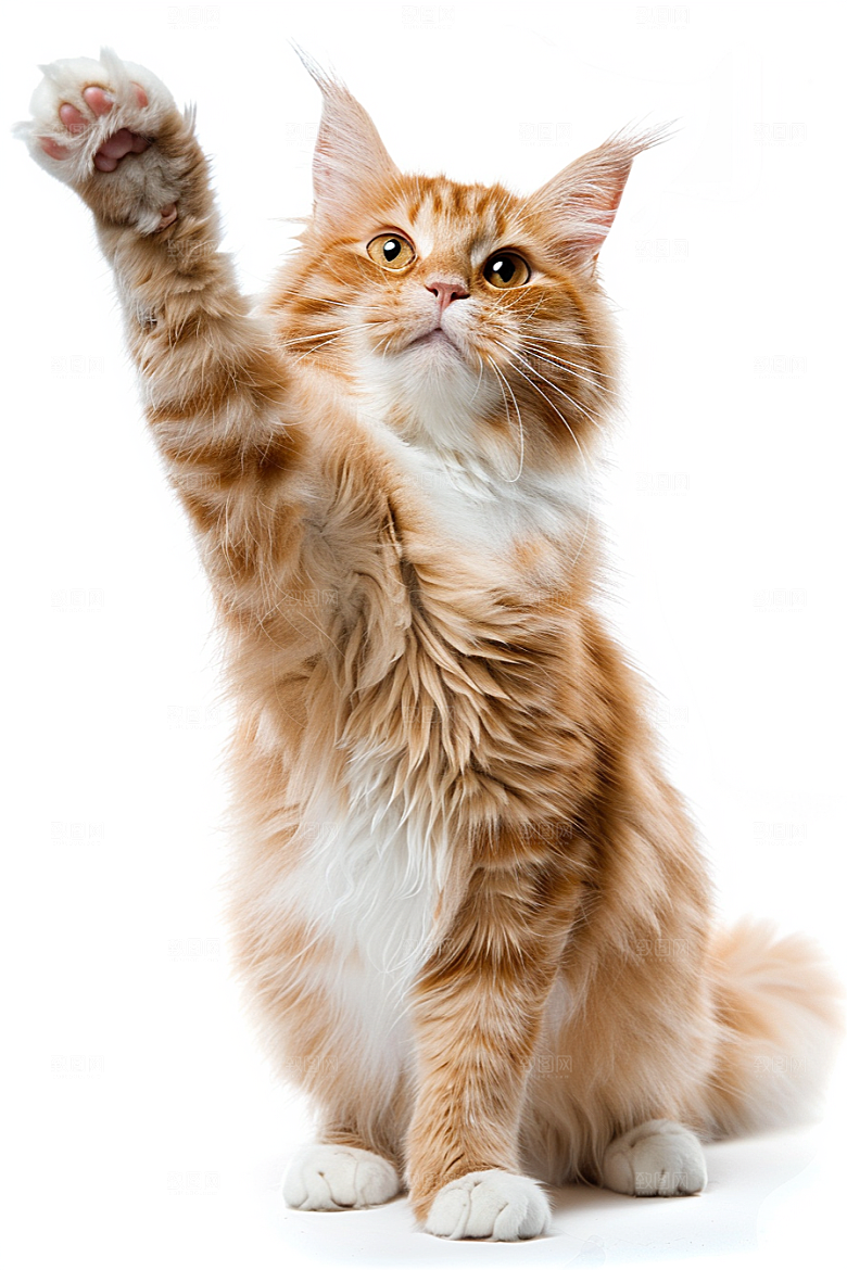 缅因猫毛茸茸宠物猫摄影图