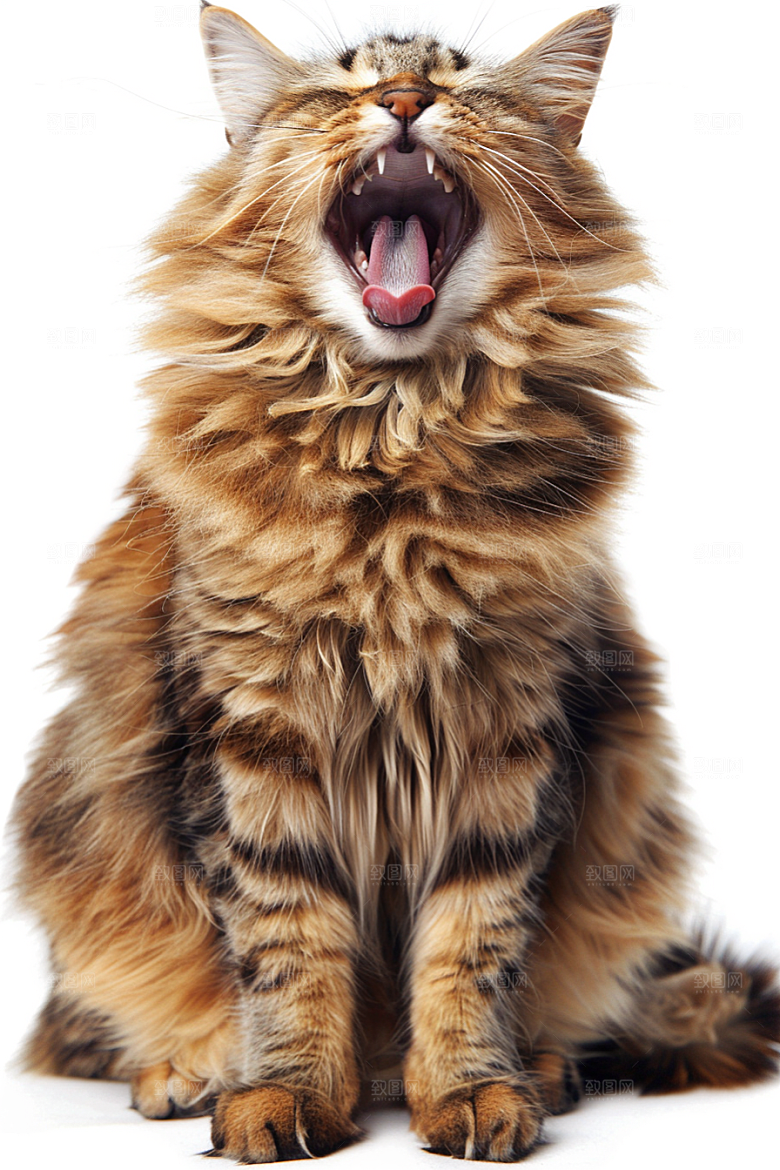 缅因猫长毛猫陪伴摄影图