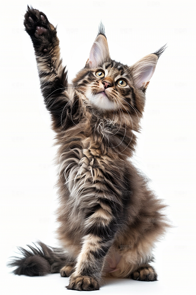 缅因猫高清长毛猫摄影图