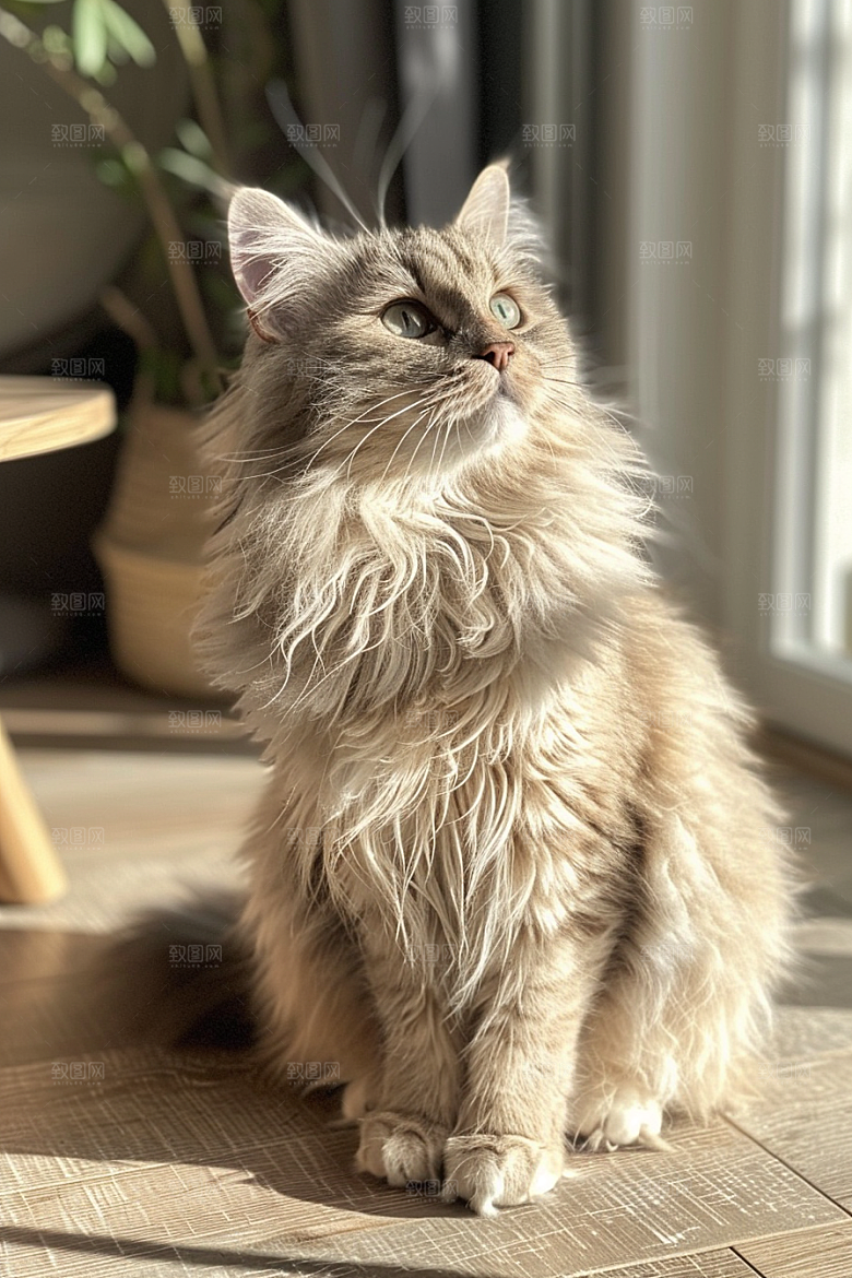 缅因猫陪伴高清摄影图