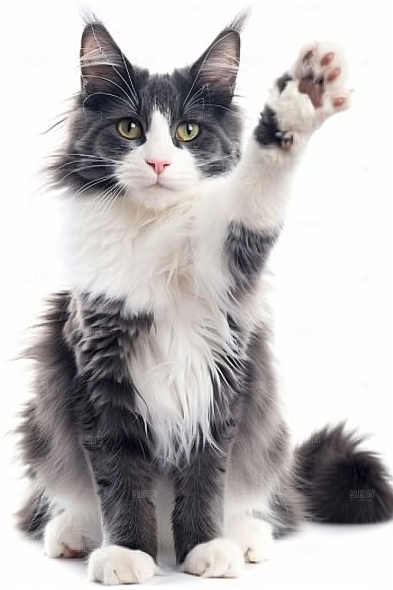 缅因猫长毛猫品种猫摄影图