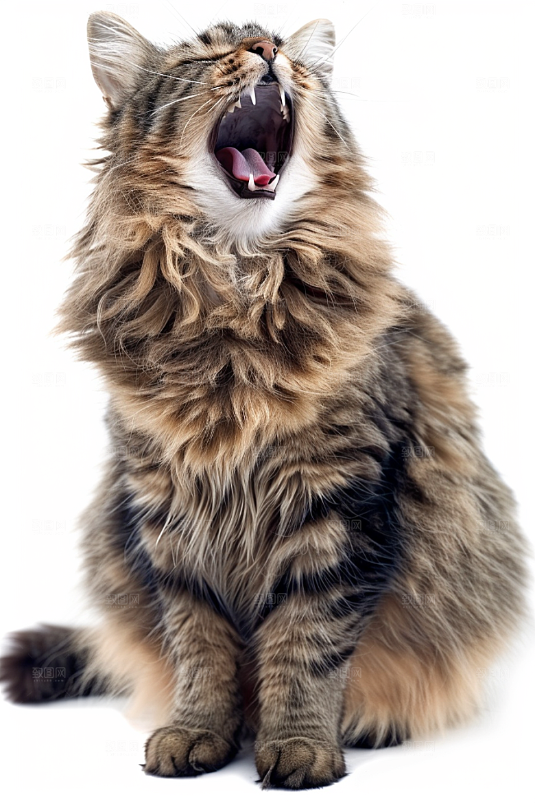 缅因猫家居生活可爱摄影图