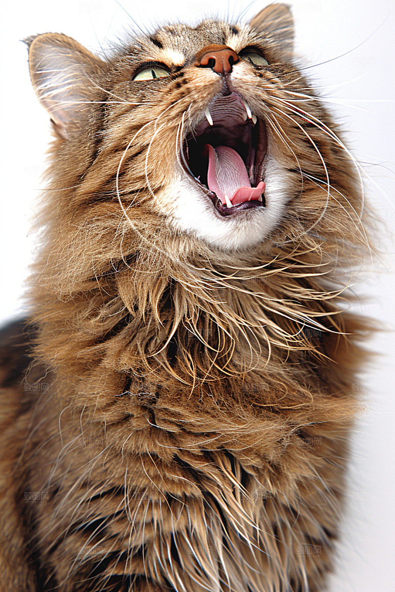 缅因猫宠物猫品种猫摄影图
