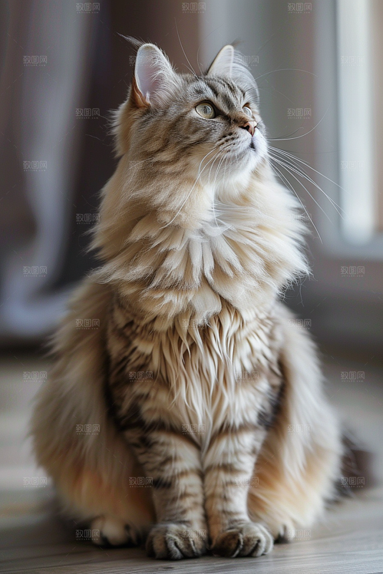 缅因猫宠物猫可爱摄影图