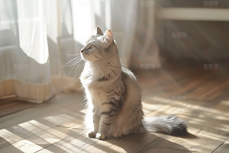 缅因猫高清养宠摄影图