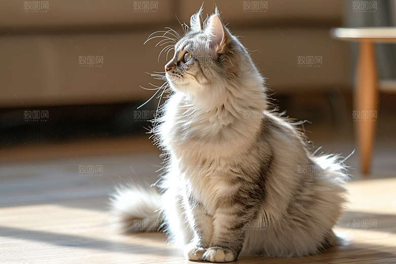 缅因猫长毛猫宠物猫摄影图