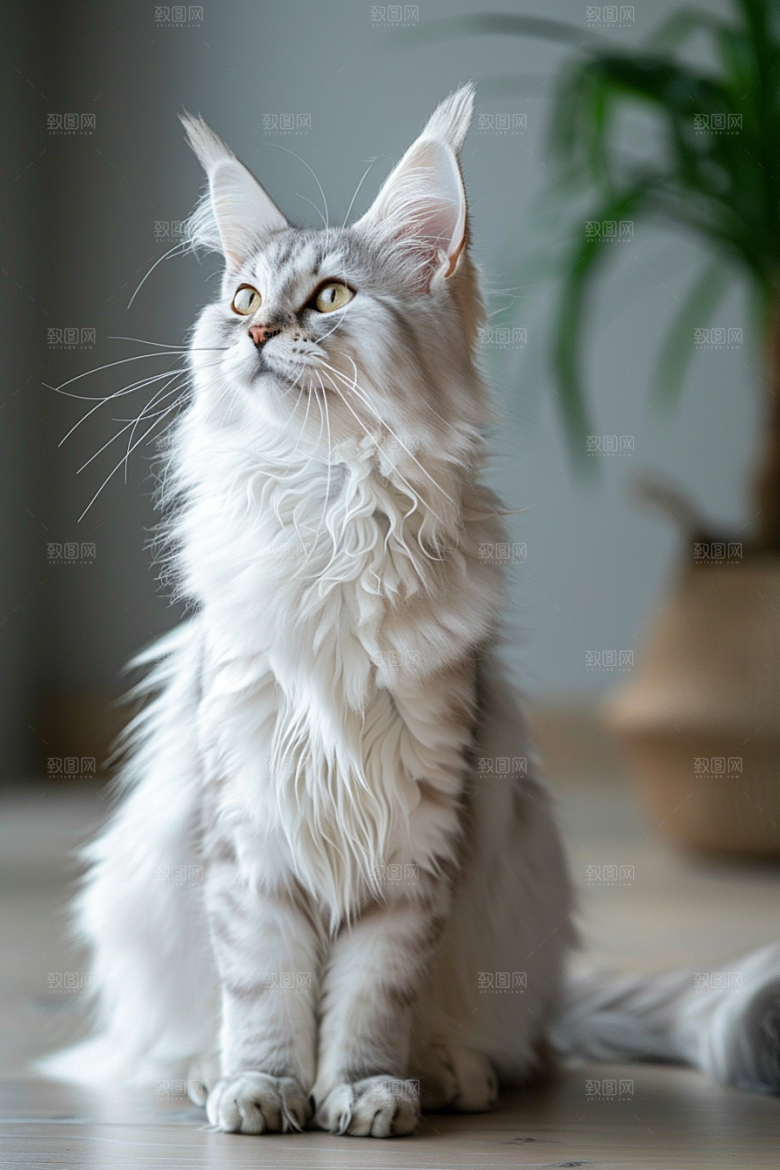 缅因猫家居生活可爱摄影图