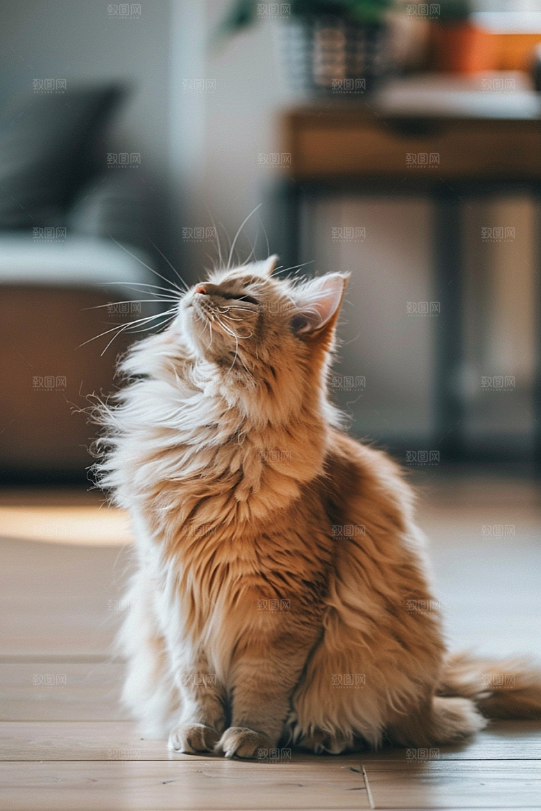 缅因猫品种猫家居生活摄影图