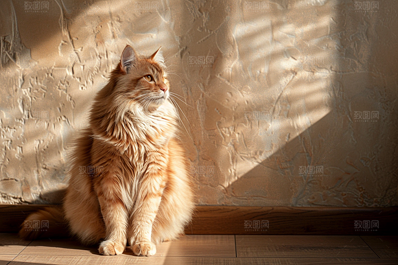 缅因猫长毛猫家居生活摄影图