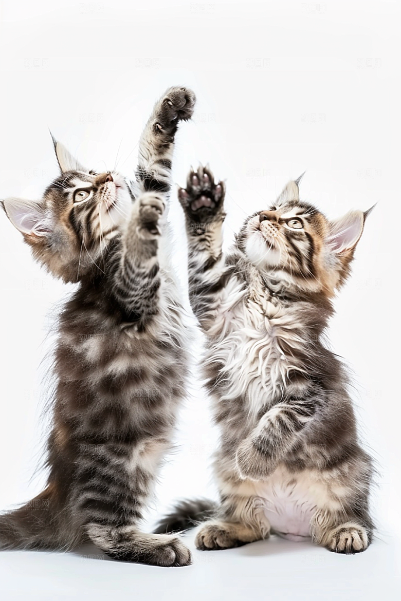 缅因猫宠物猫长毛猫摄影图