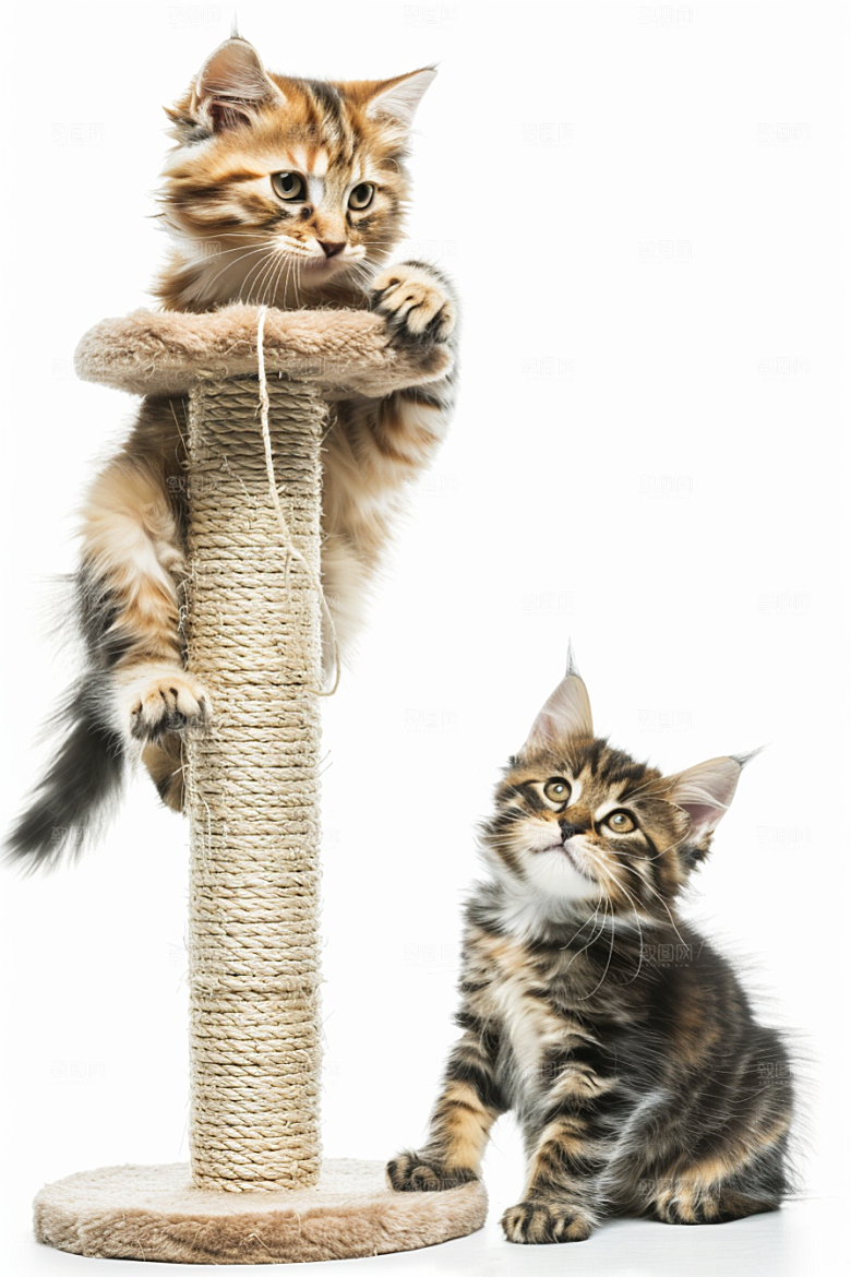 缅因猫长毛猫高清摄影图